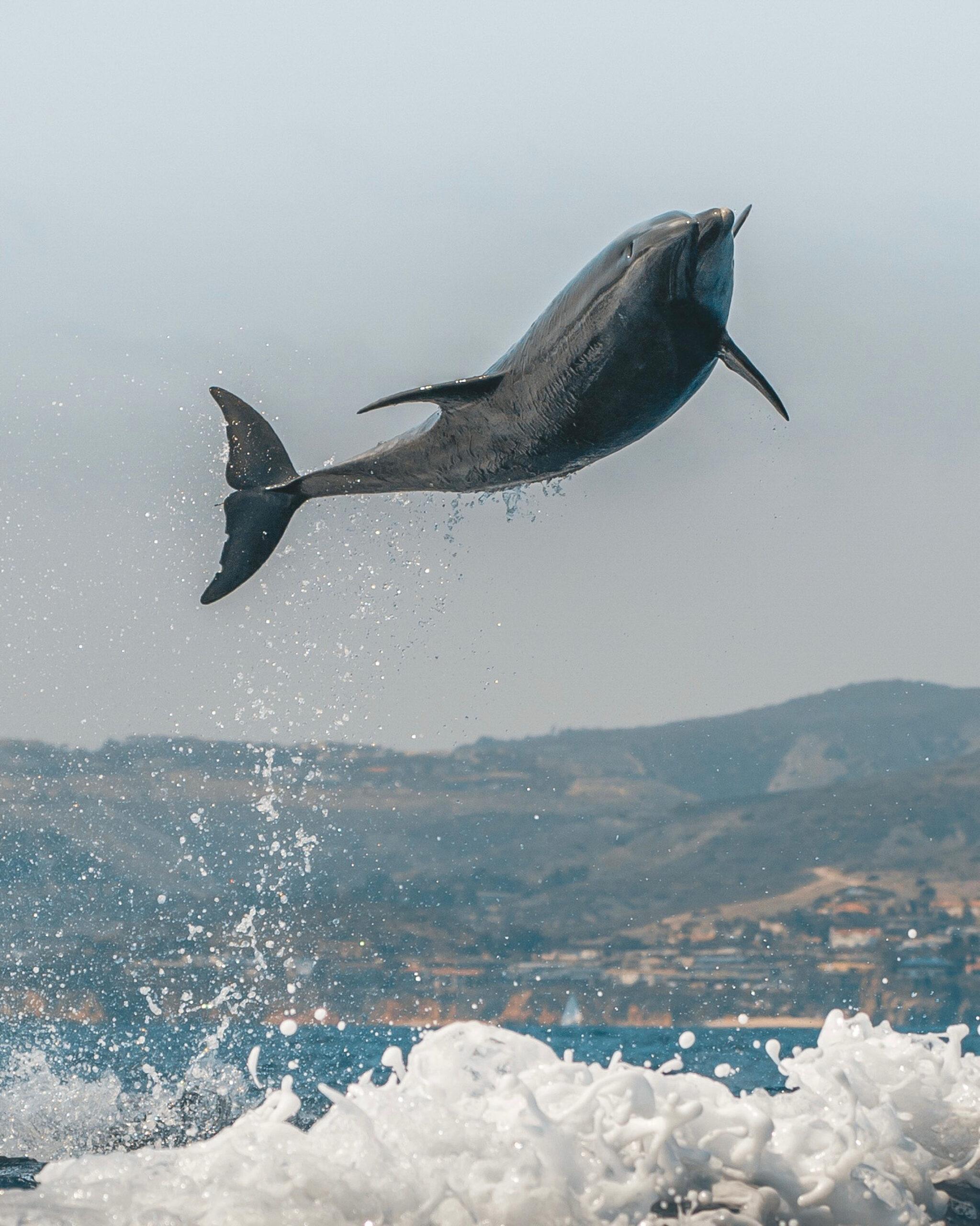 Bottlenose dolphin leaps 10ft in the air to delight tourists