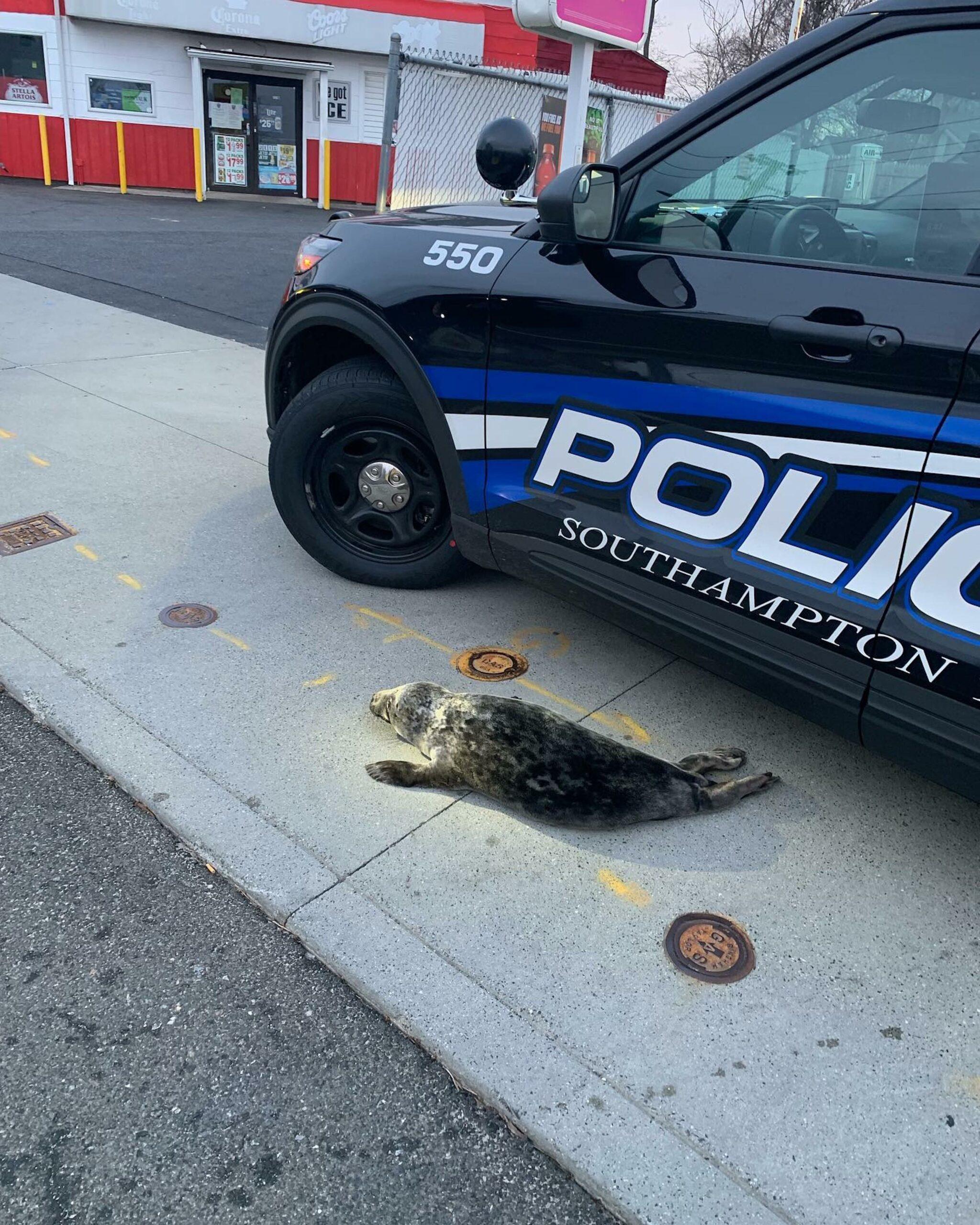 Slippery seal captured by US cops