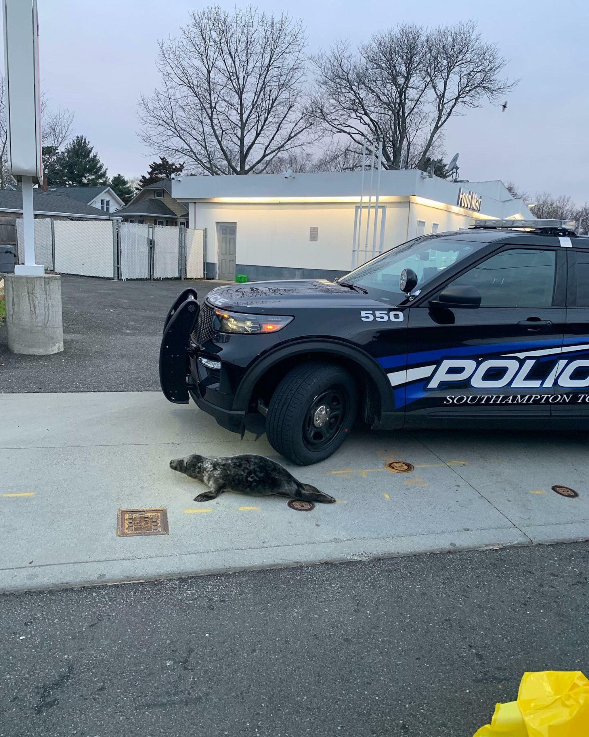 Slippery seal captured by US cops