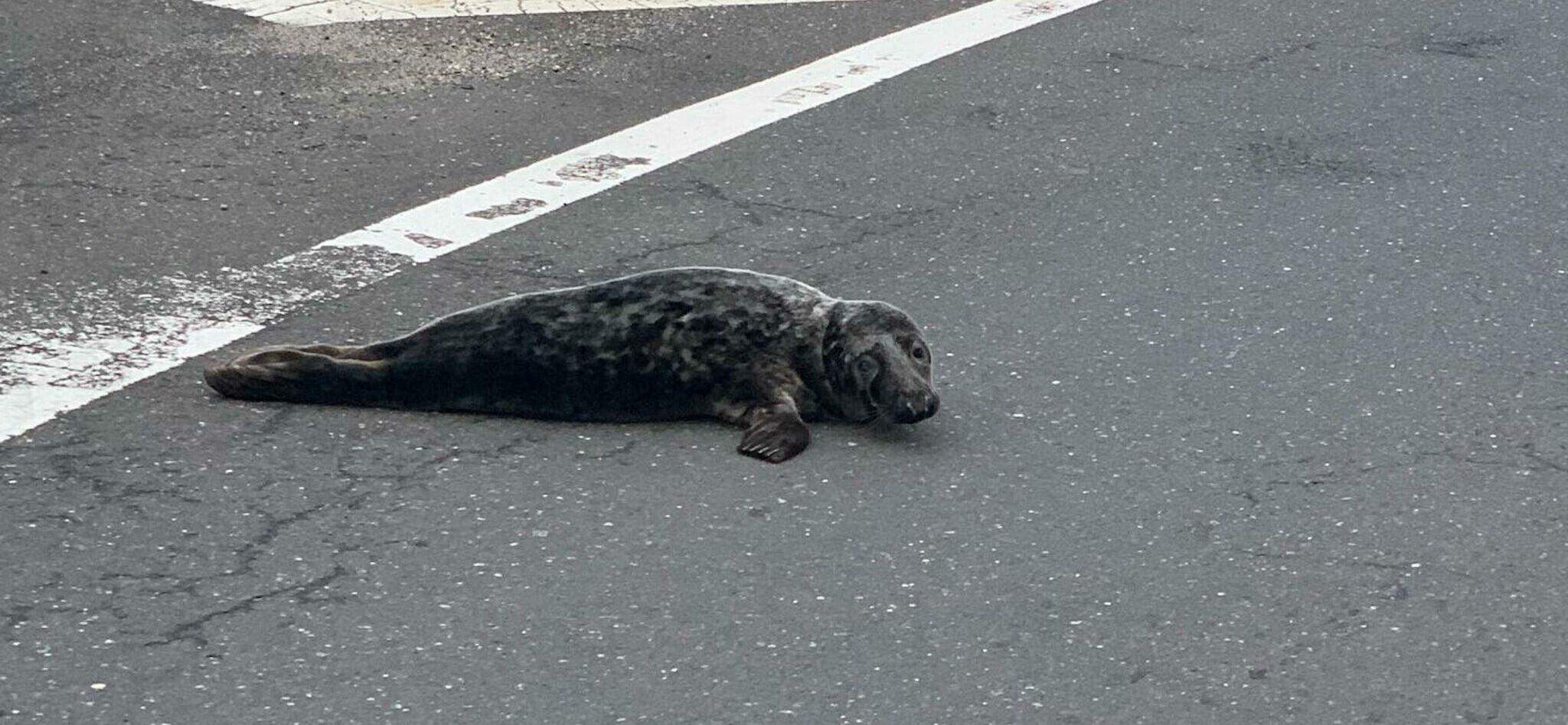 Slippery seal captured by US cops