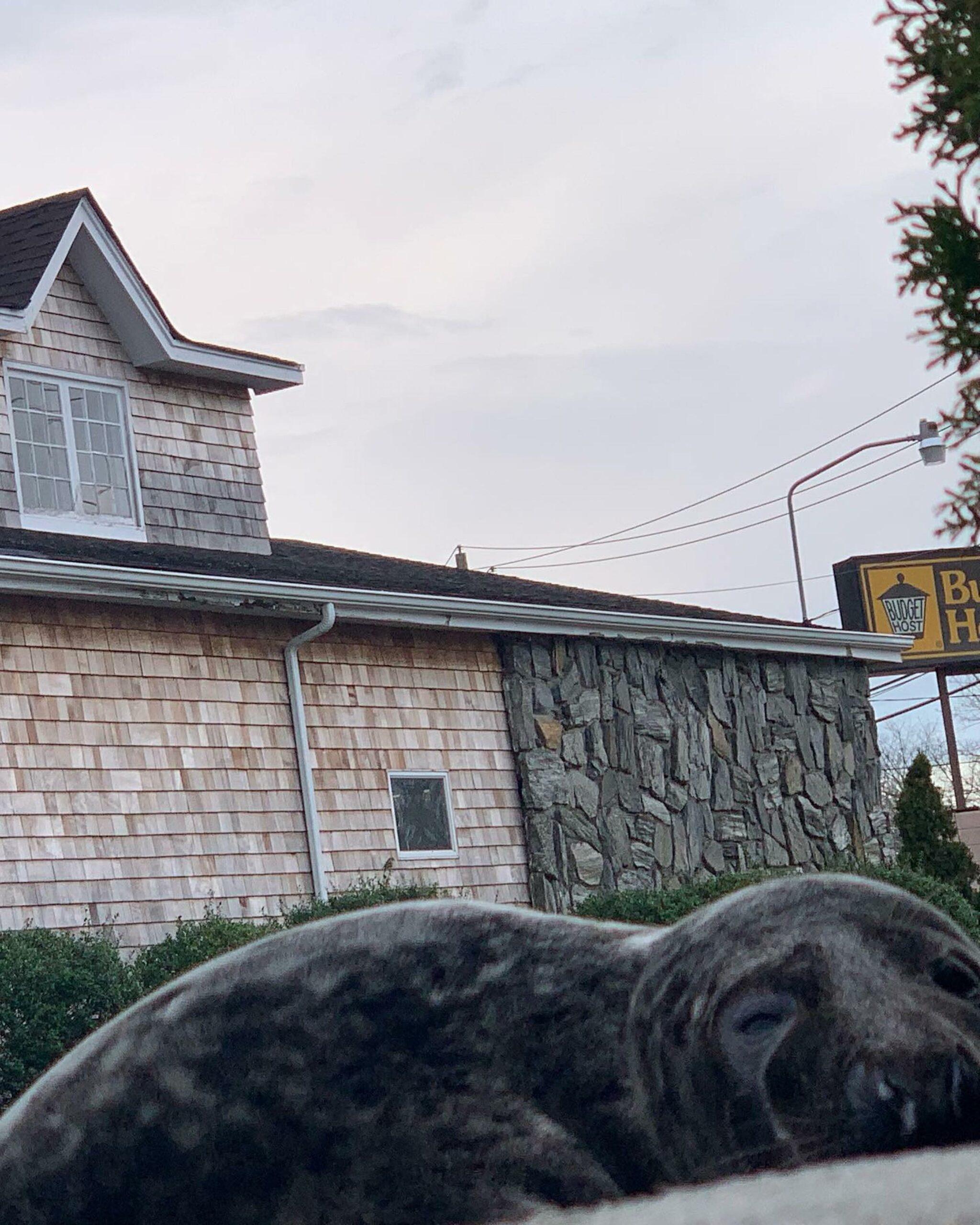 Slippery seal captured by US cops