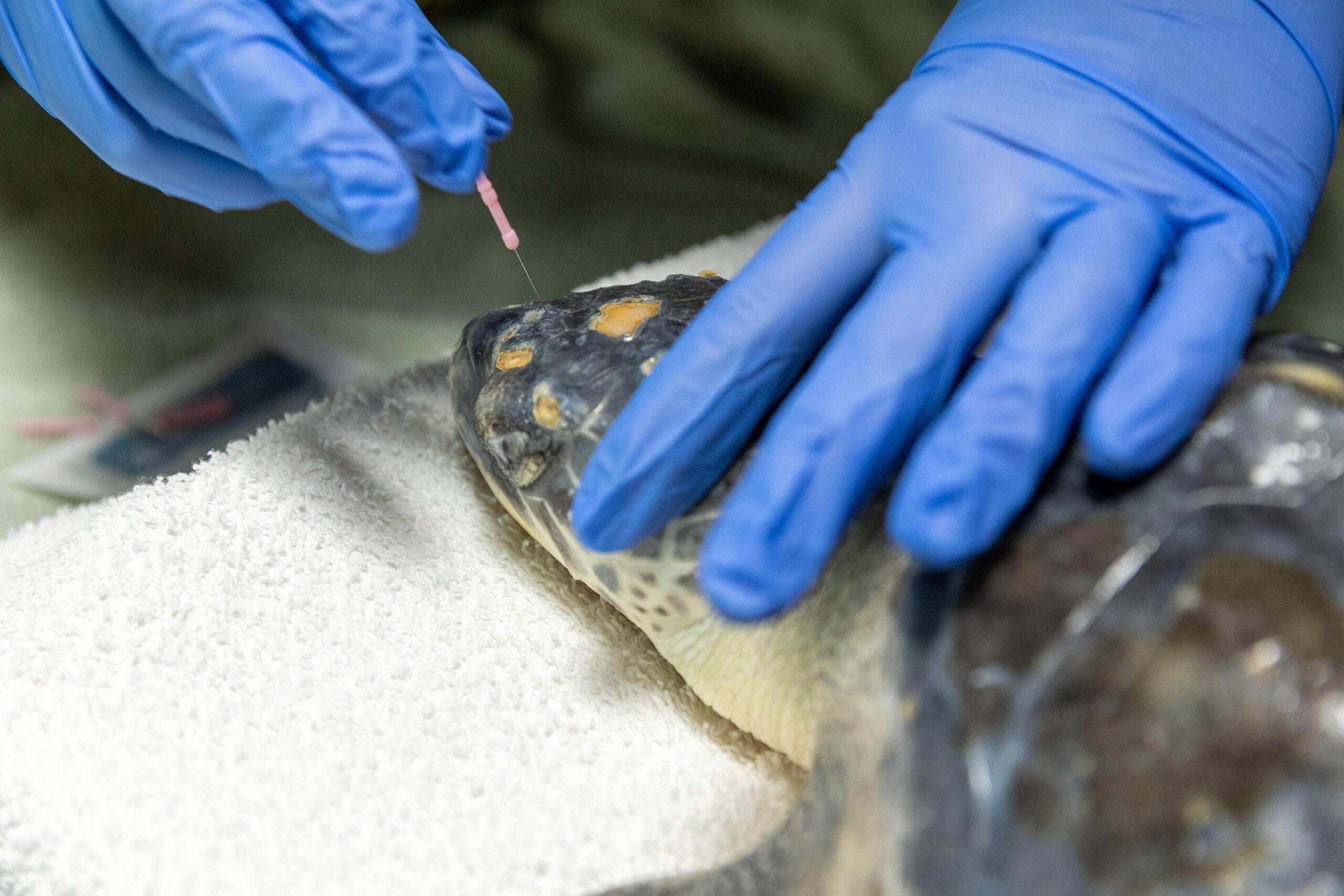 Rescued sea turtle gets acupuncture to treat injured jaw