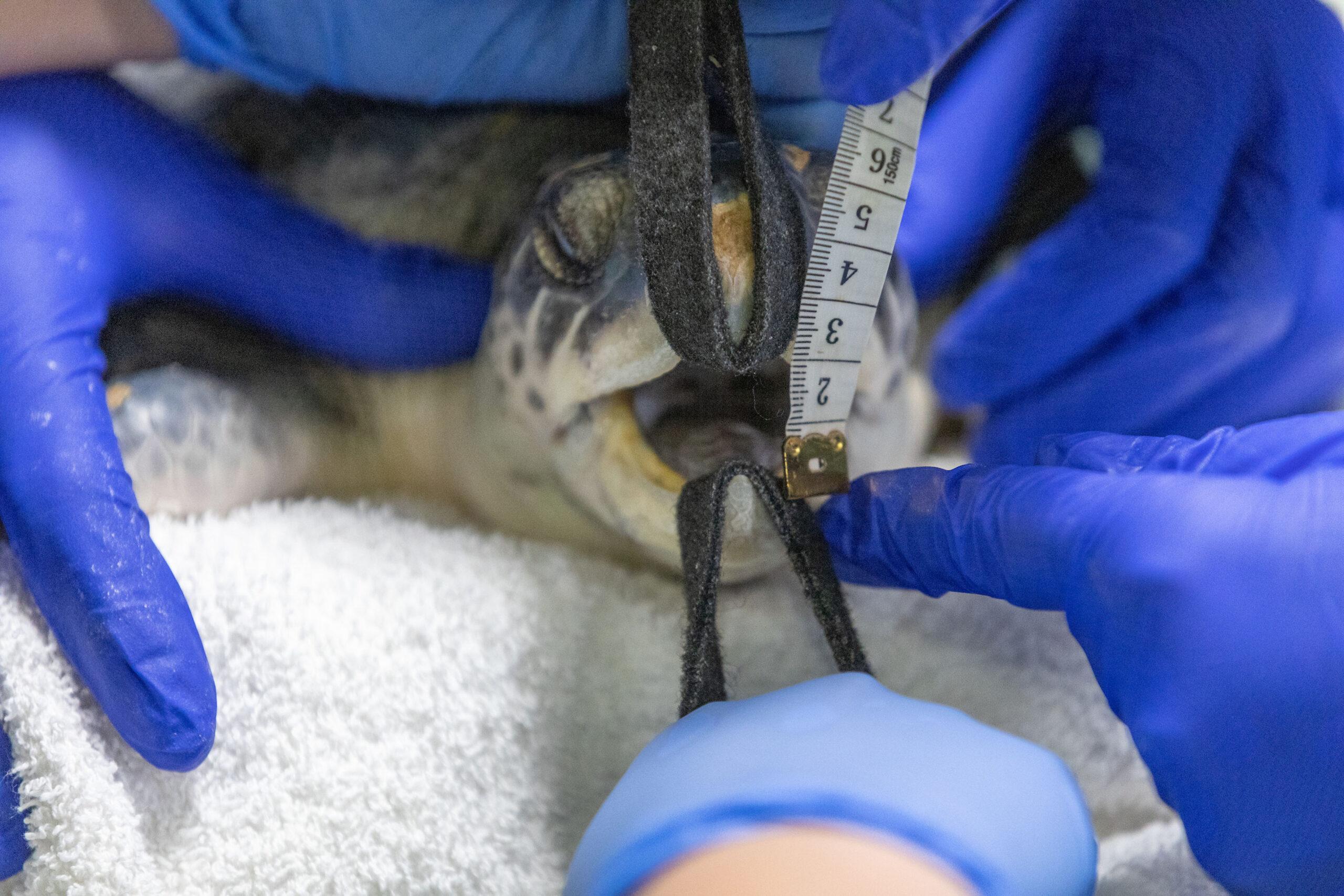 Rescued sea turtle gets acupuncture to treat injured jaw
