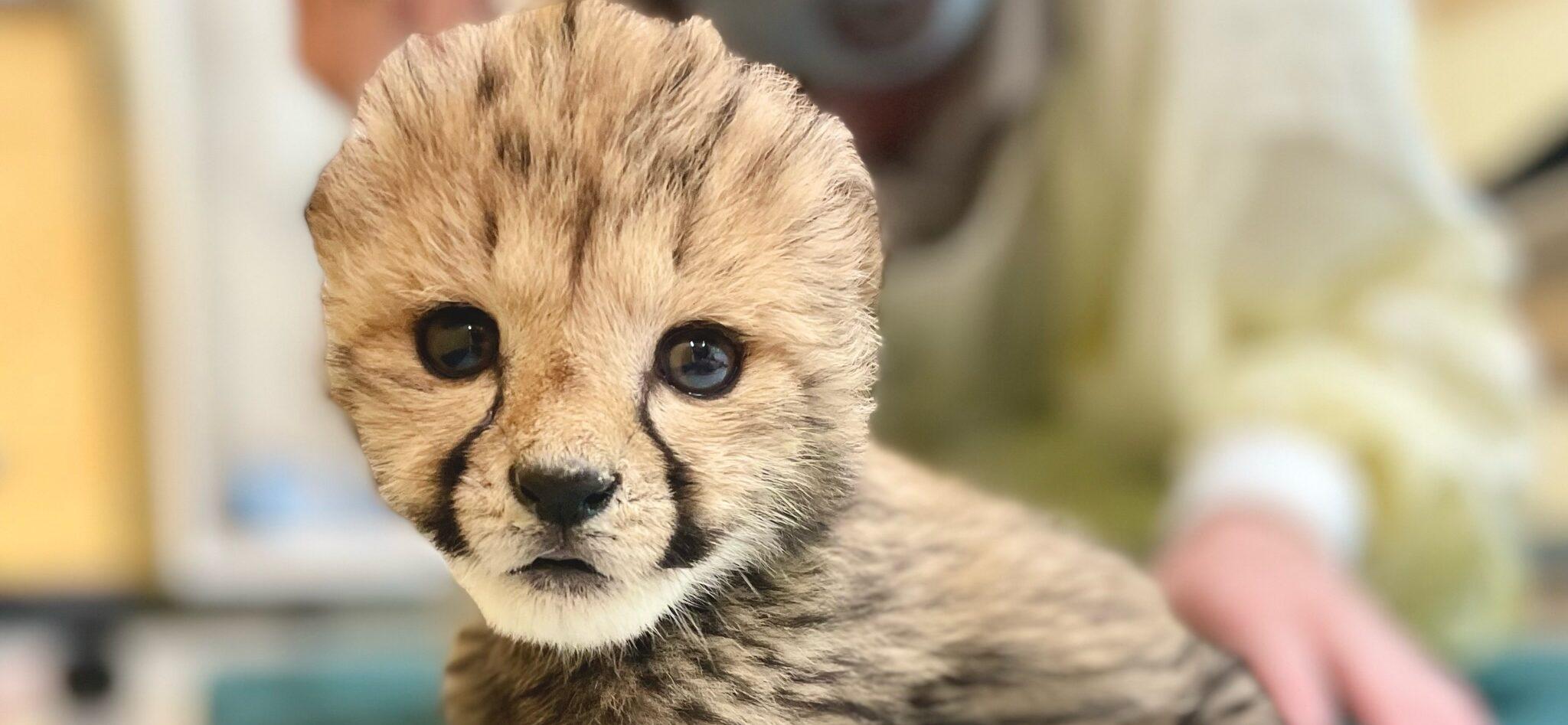 Rozi the baby cheetah cub