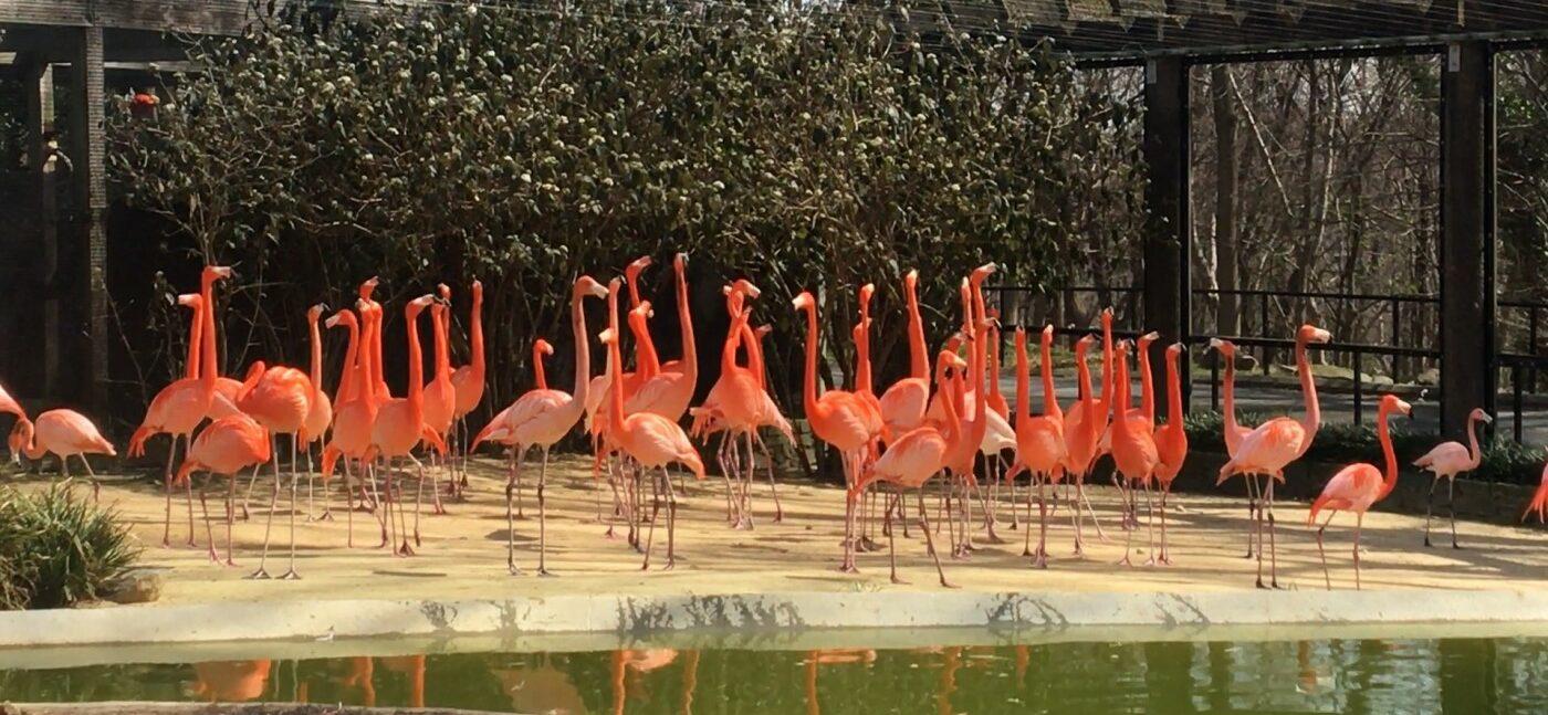 Flamingo Exhibit