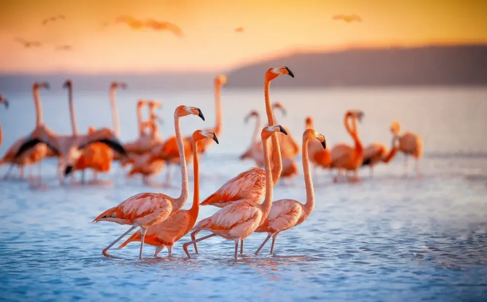 //pasarea flamingo