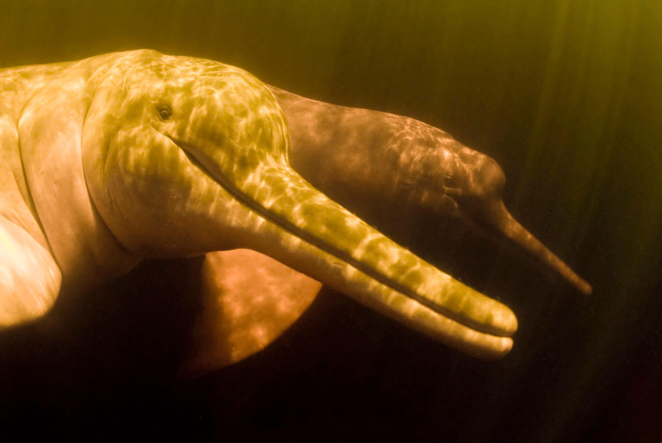 AMAZON RIVER DOLPHIN; PINK DOLPHIN 