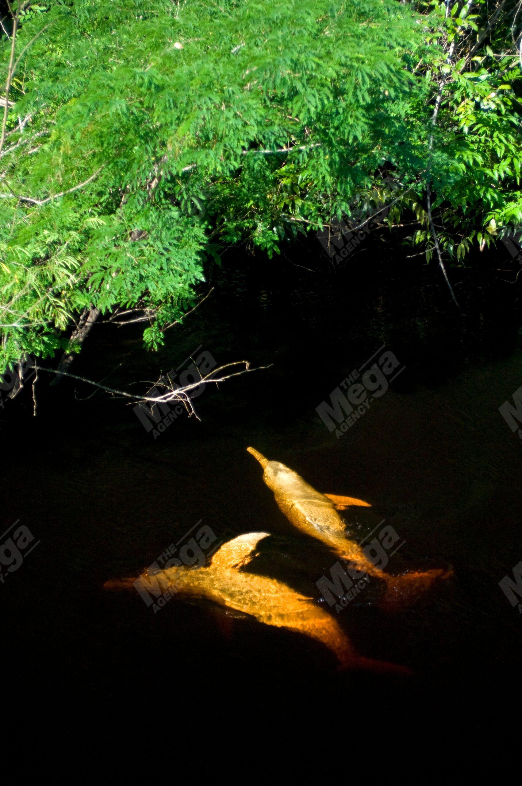AMAZON RIVER DOLPHIN; PINK DOLPHIN 