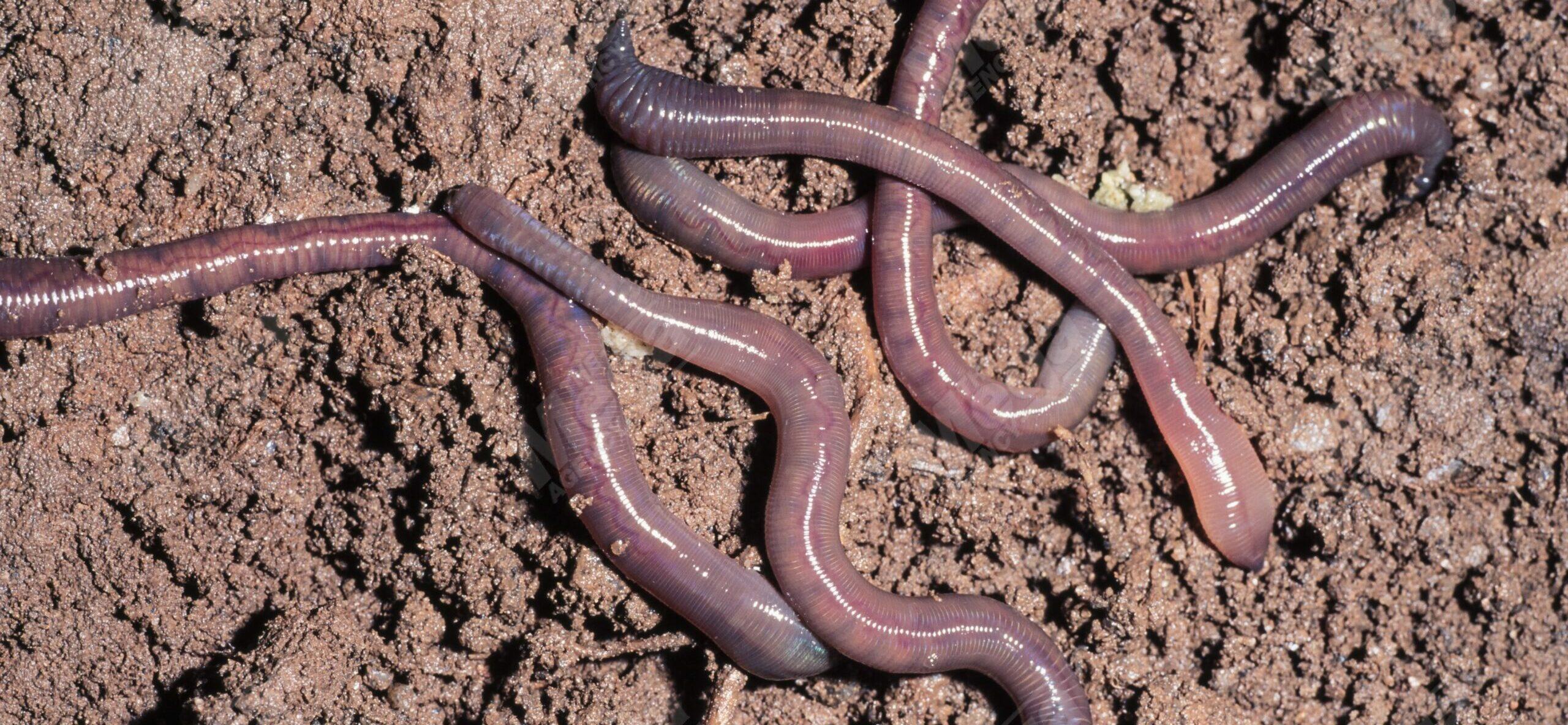 Common earthworm, Lumbricus terrestris, on wet soil surface. In its native range