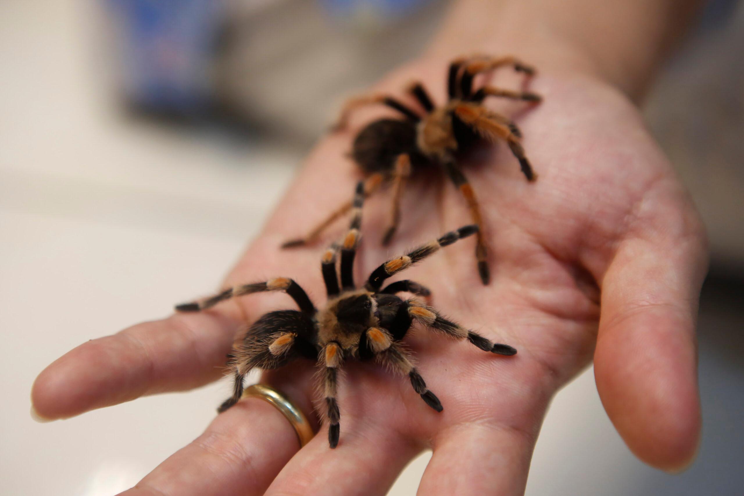 Breeding thousands of tarantulas