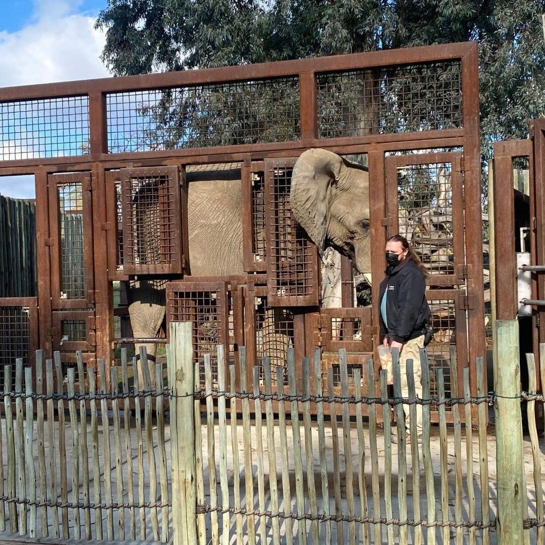Happy the Elephant at the Bronx Zoo