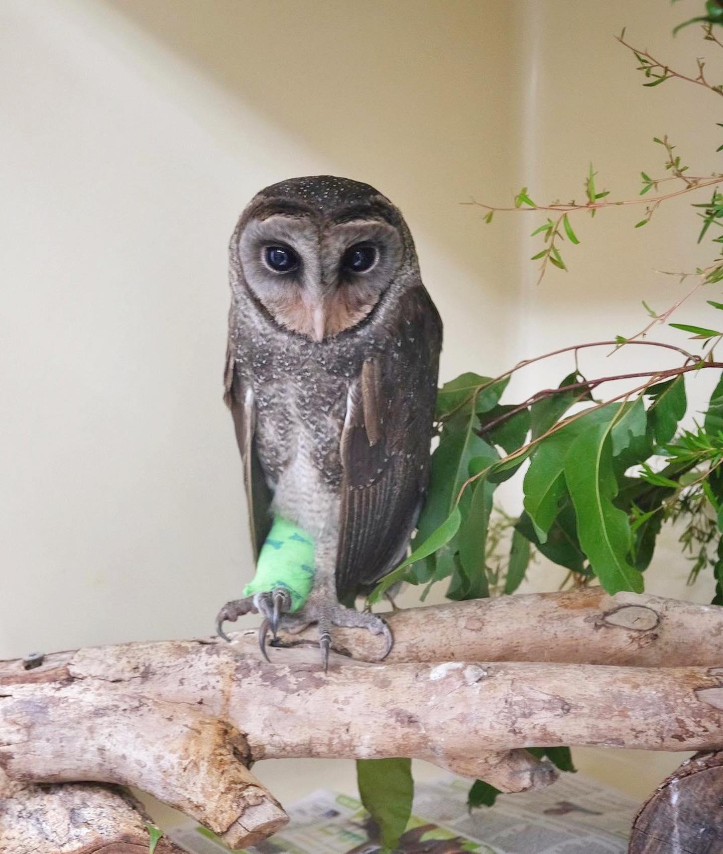 Bindi Irwin shares story of owl