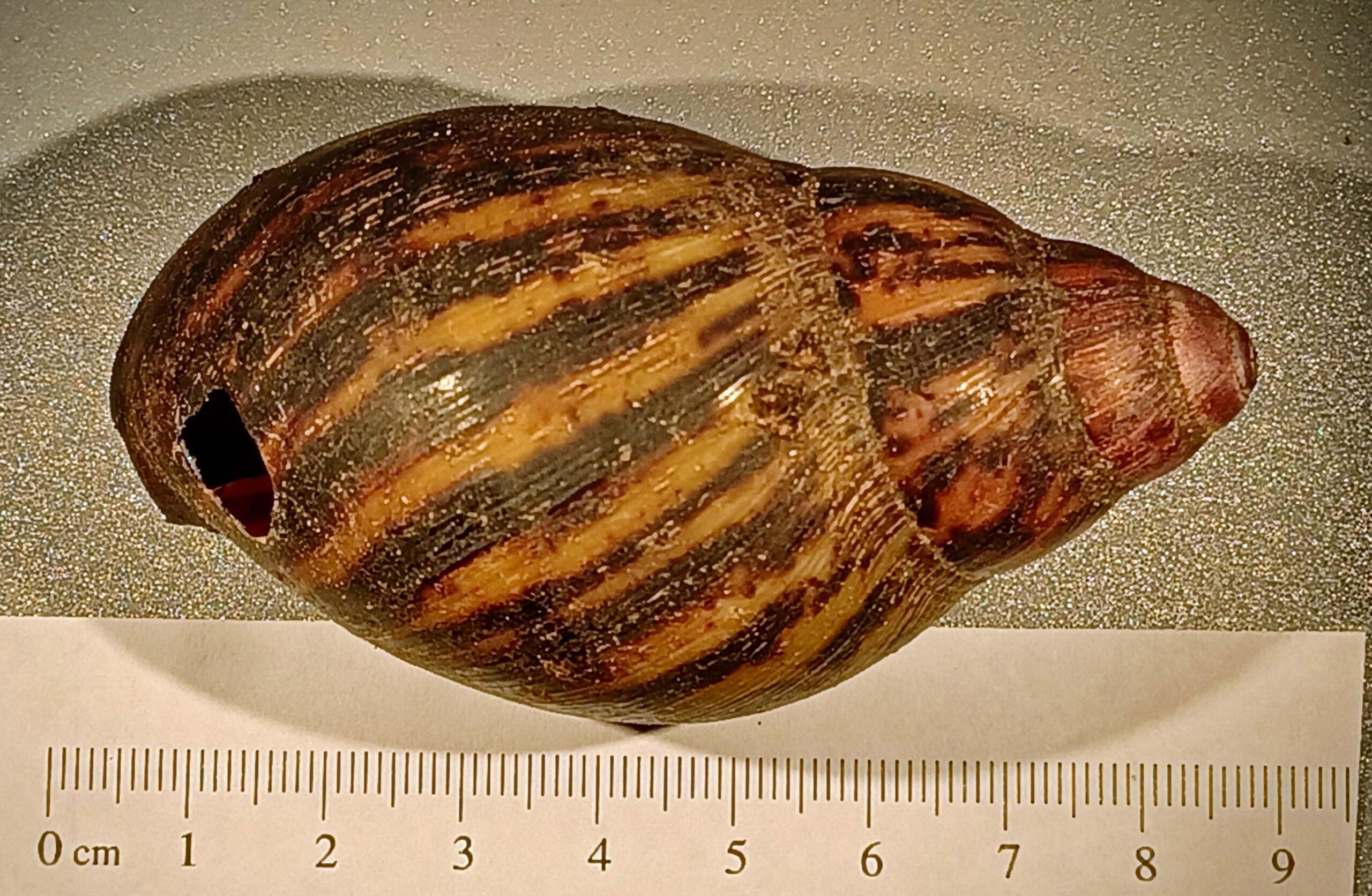 Giant snails capable of causing rare forms of meningitis seized from passenger at U.S. airport