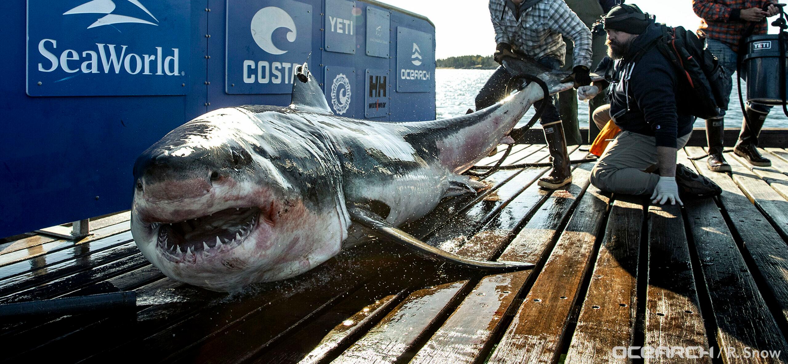 Giant great white shark Ironbound tracked close to popular US beach spot