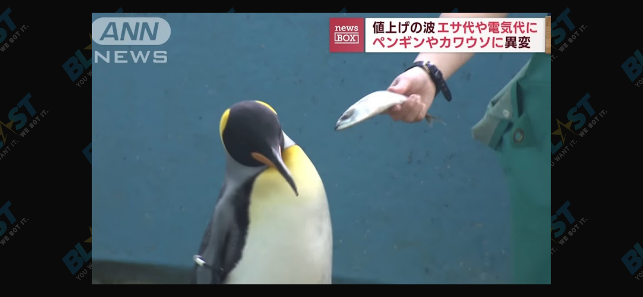 Penguins in Japan flip out over cheap fish