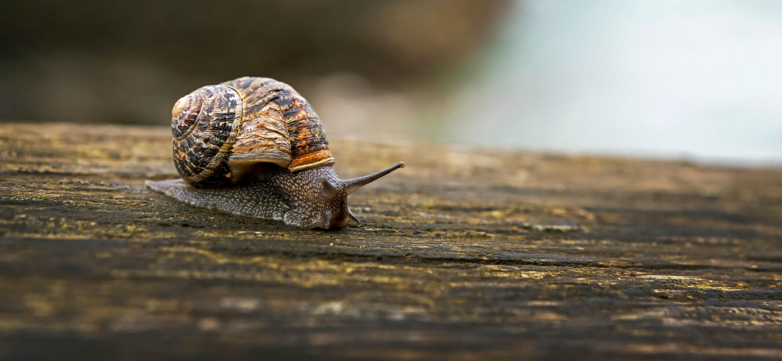Close up of a snail on a wooden fence; Cornwall County, England Newscom/(Mega Agency TagID: depphotos219888.jpg) [Photo via Mega Agency]