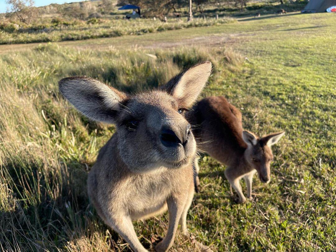 Chris Hemsworth shows of some kangaroos