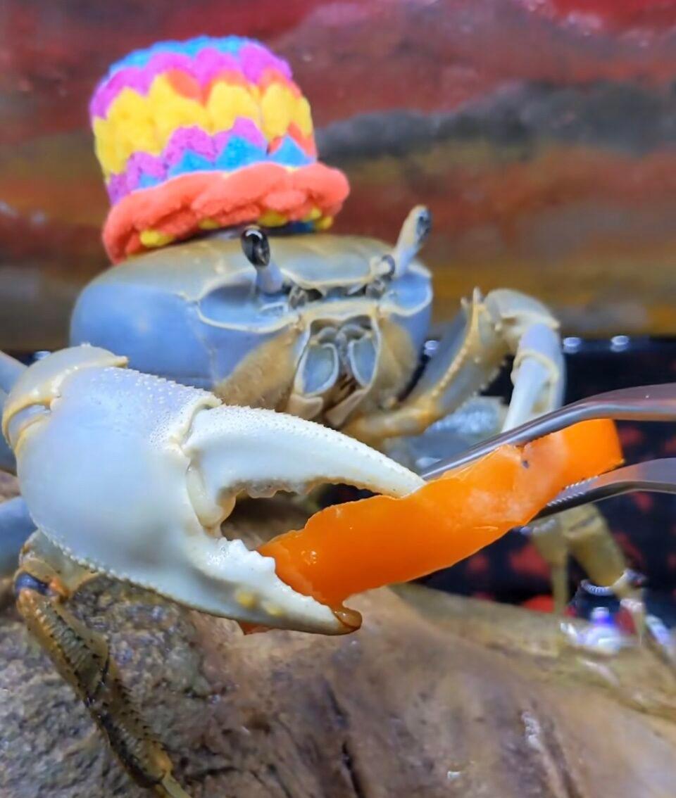 Howie the Crab on TikTok