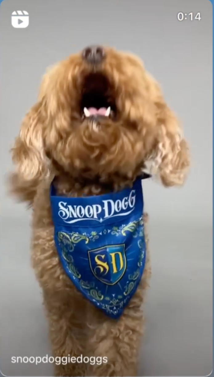 Snoop Dogg's No Discrimination Dog Clothing Launching