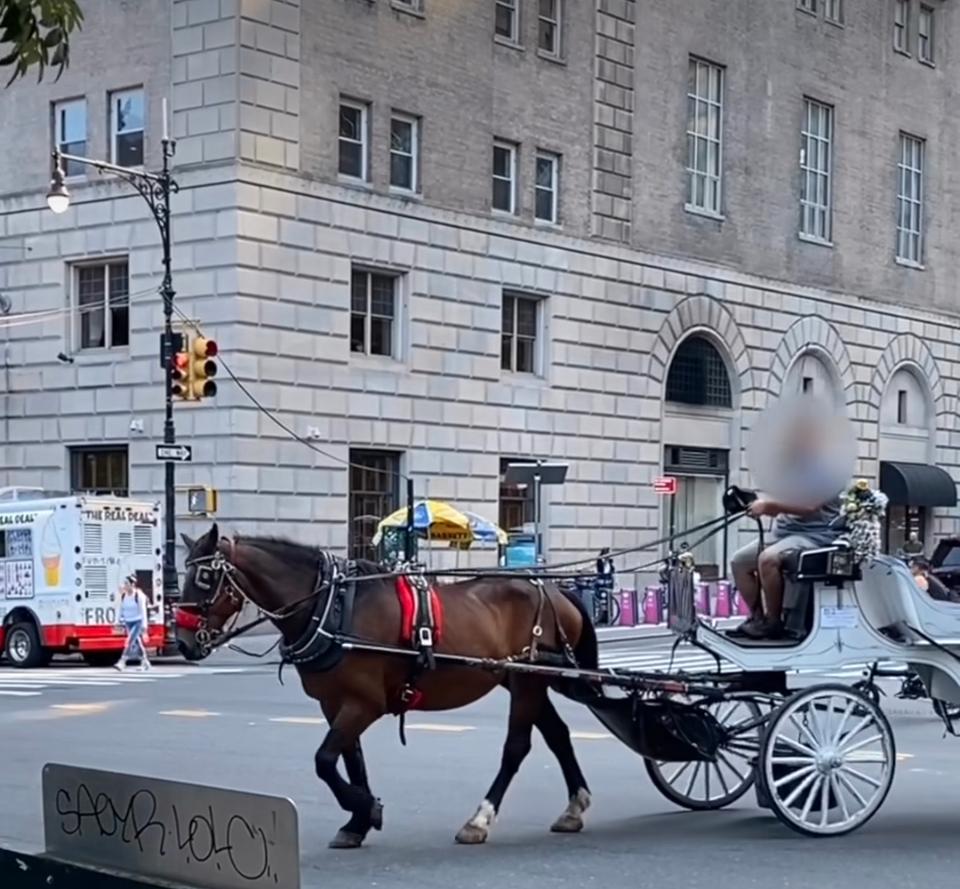 NYC Carriage Horse