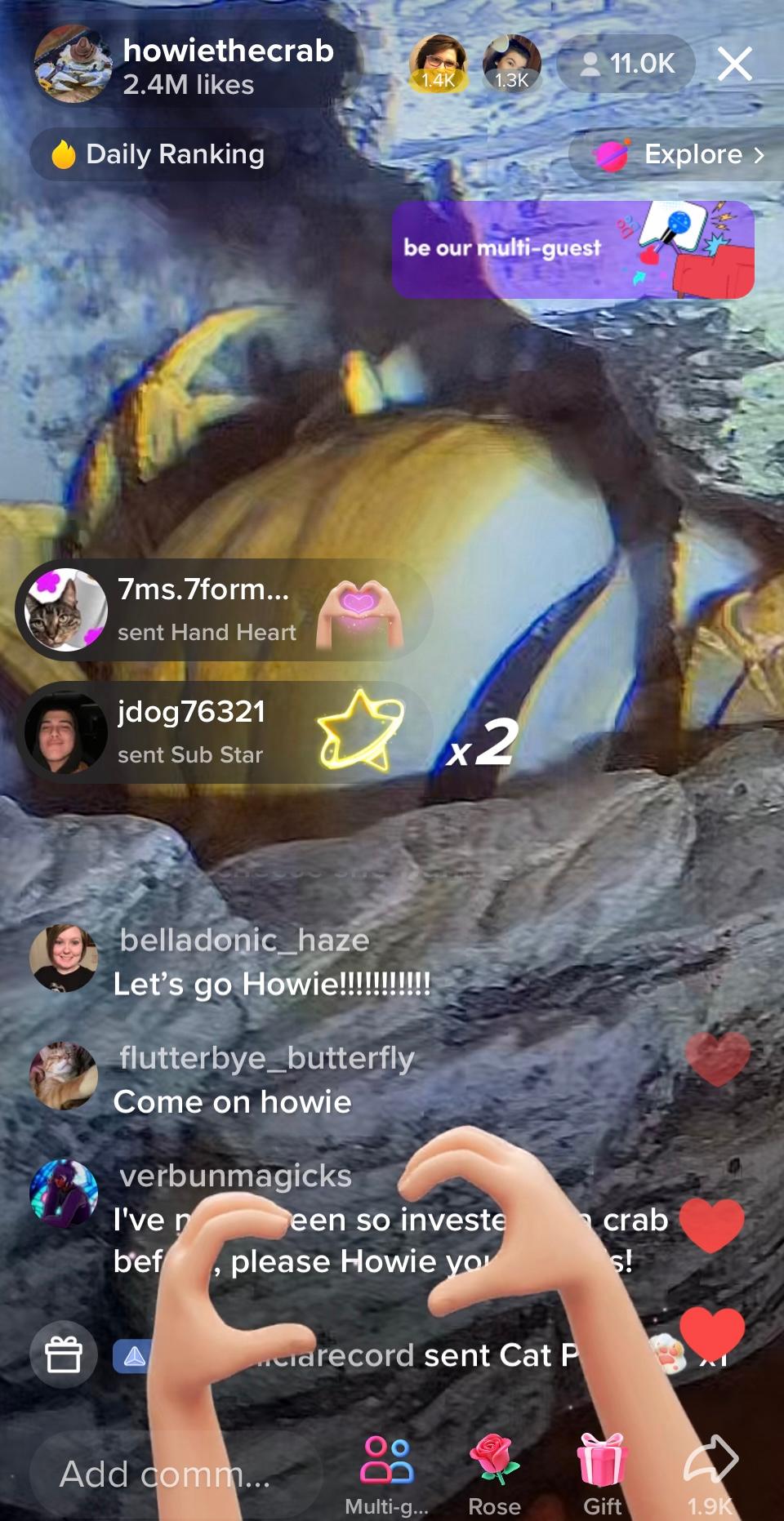Howie the Crab molting live on TikTok