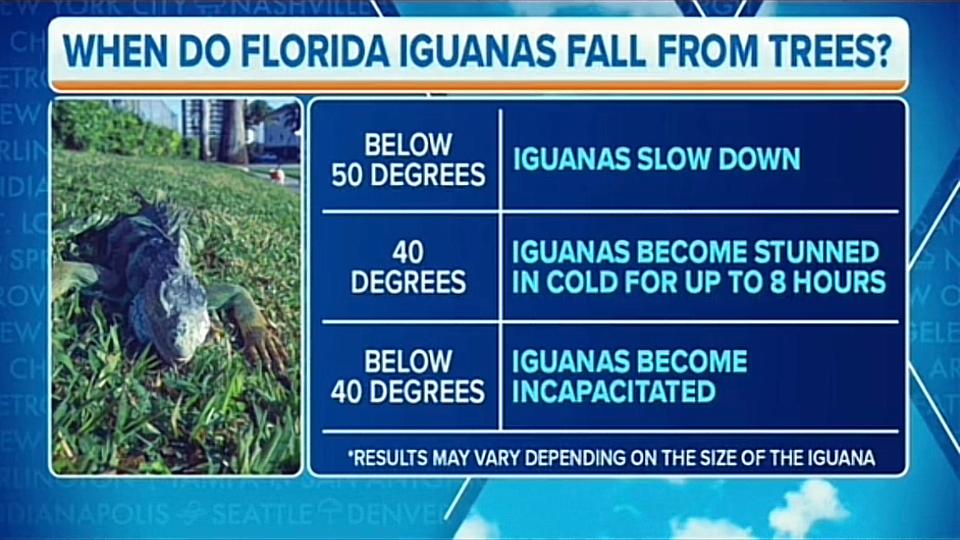 Falling iguanas