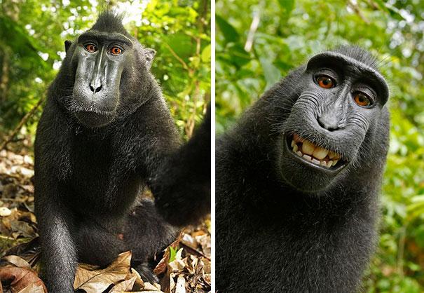 Macaque taking a selfie