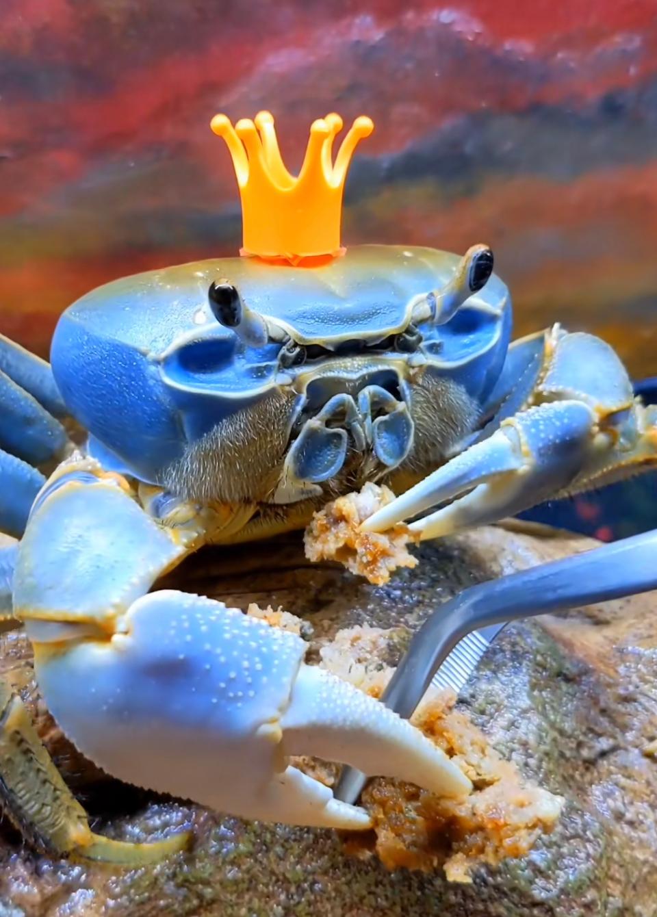 Howie the crab