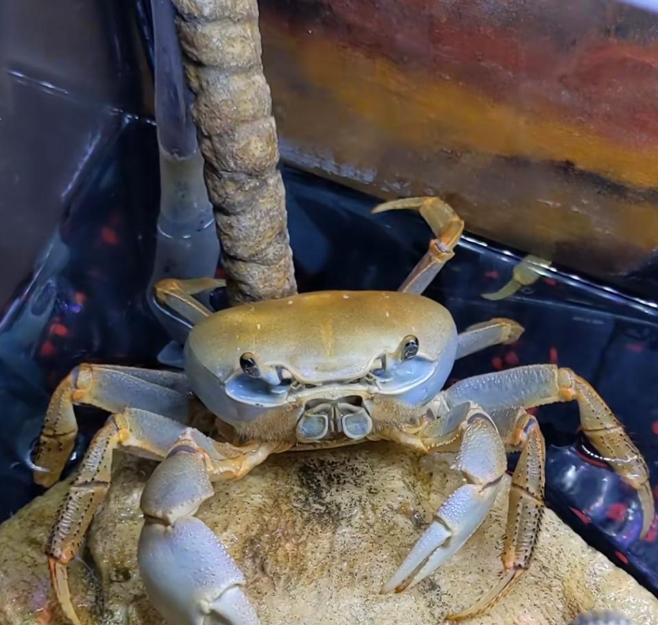 Howie the Crab