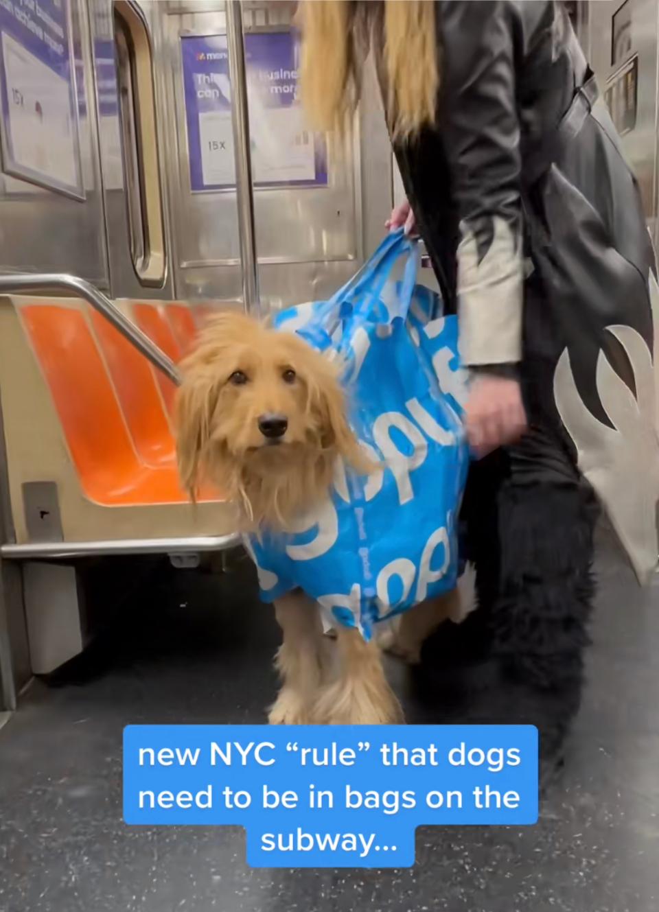 Gopuff on TikTok - dogs on subway