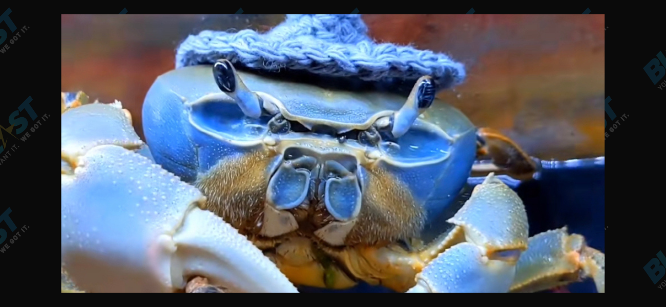 Howie the crab