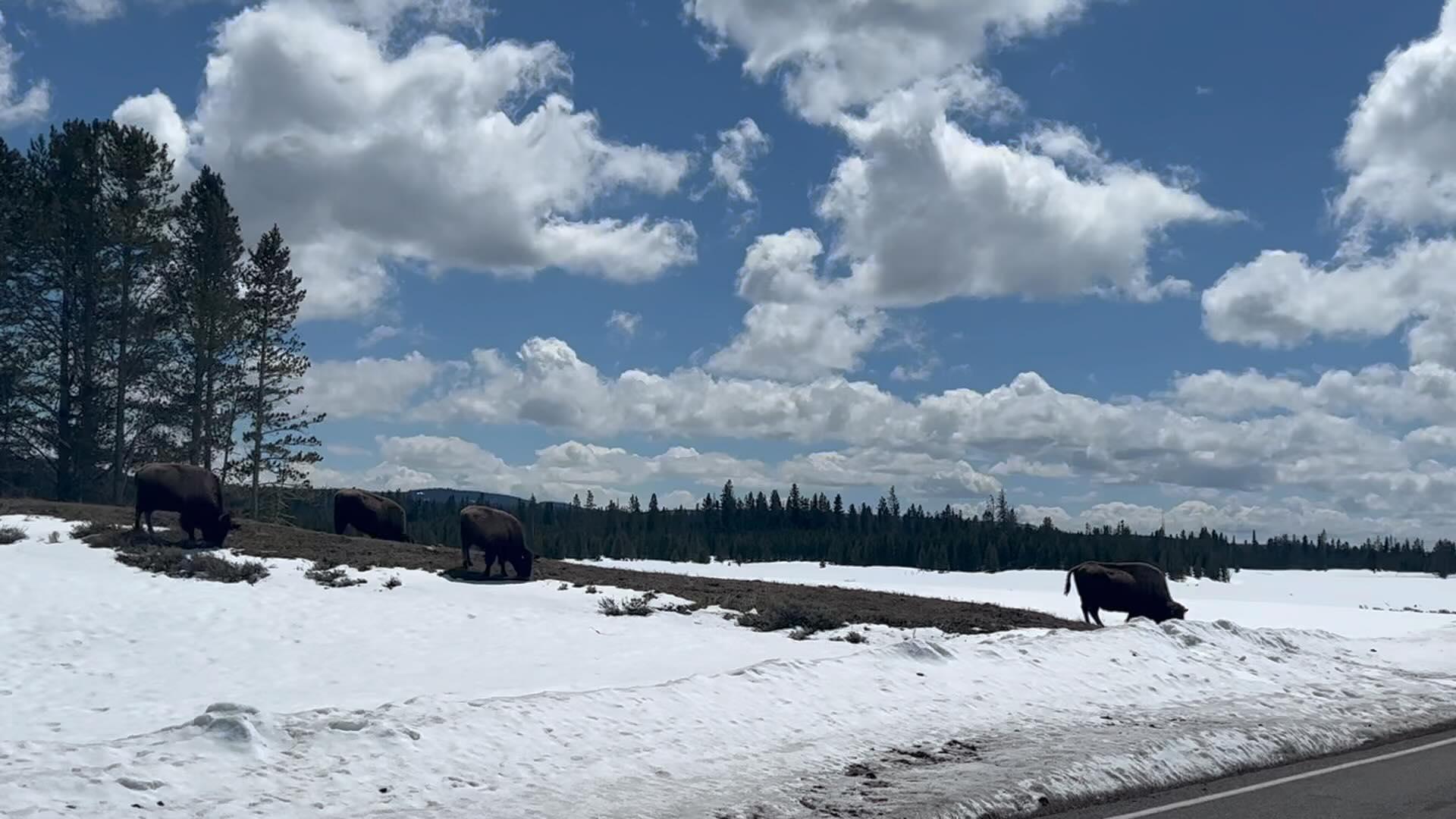Alec Baldwin films the scenery in Yellowstone