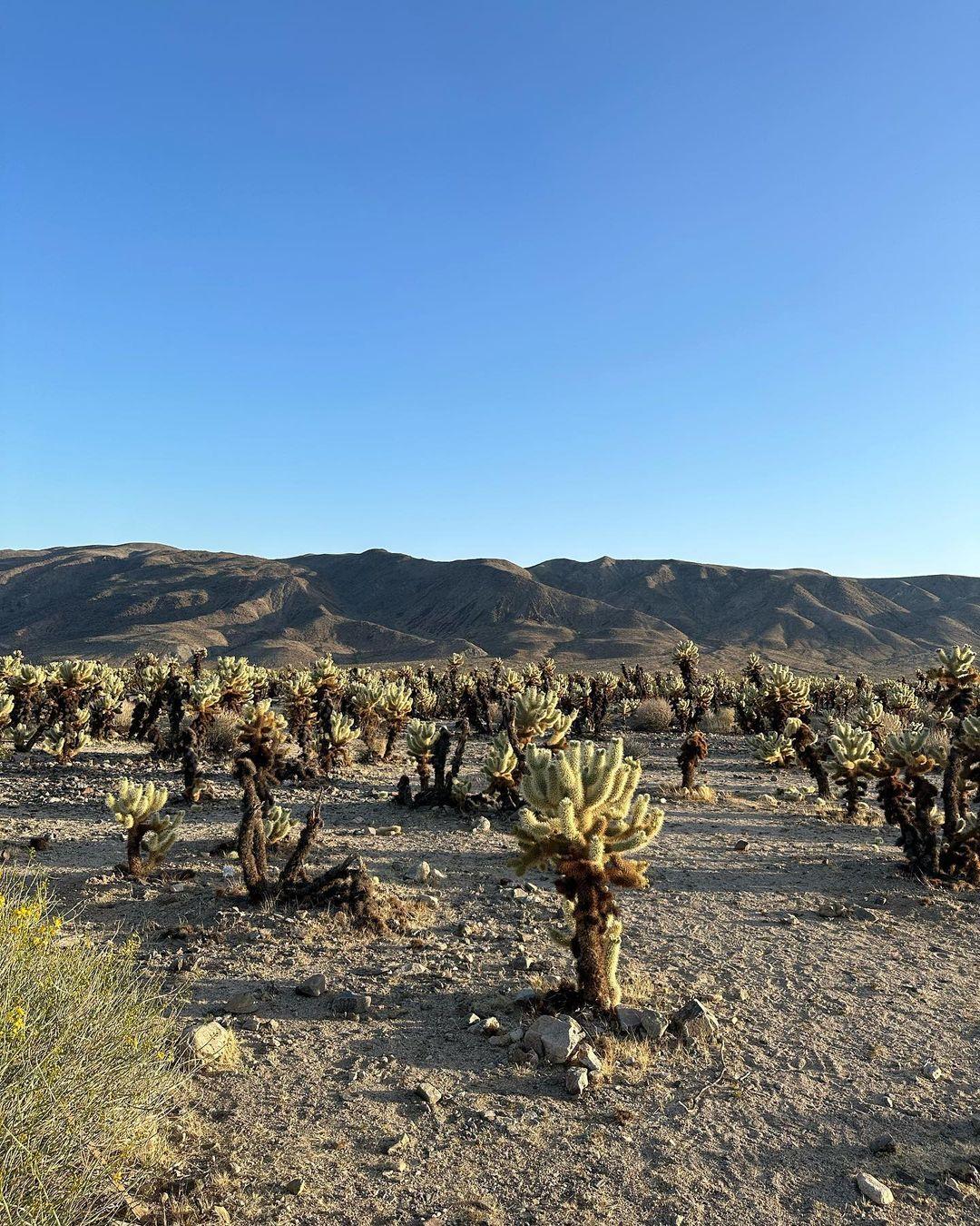 Demi Rose taking a photo of the desert.