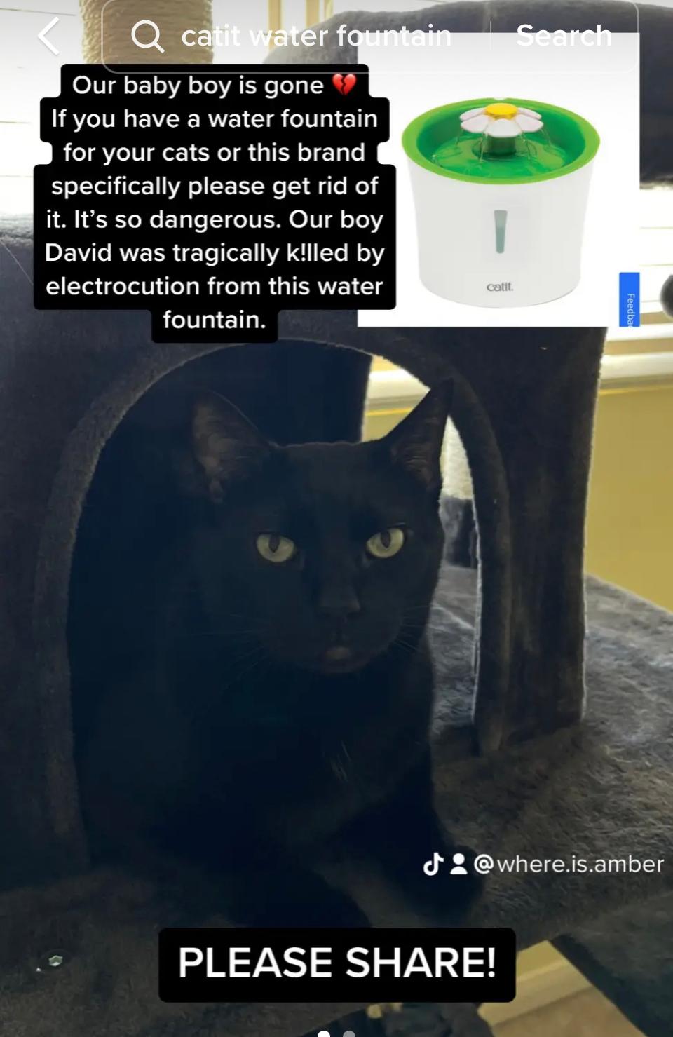 Amber on TikTok spreads awareness about cat water fountains