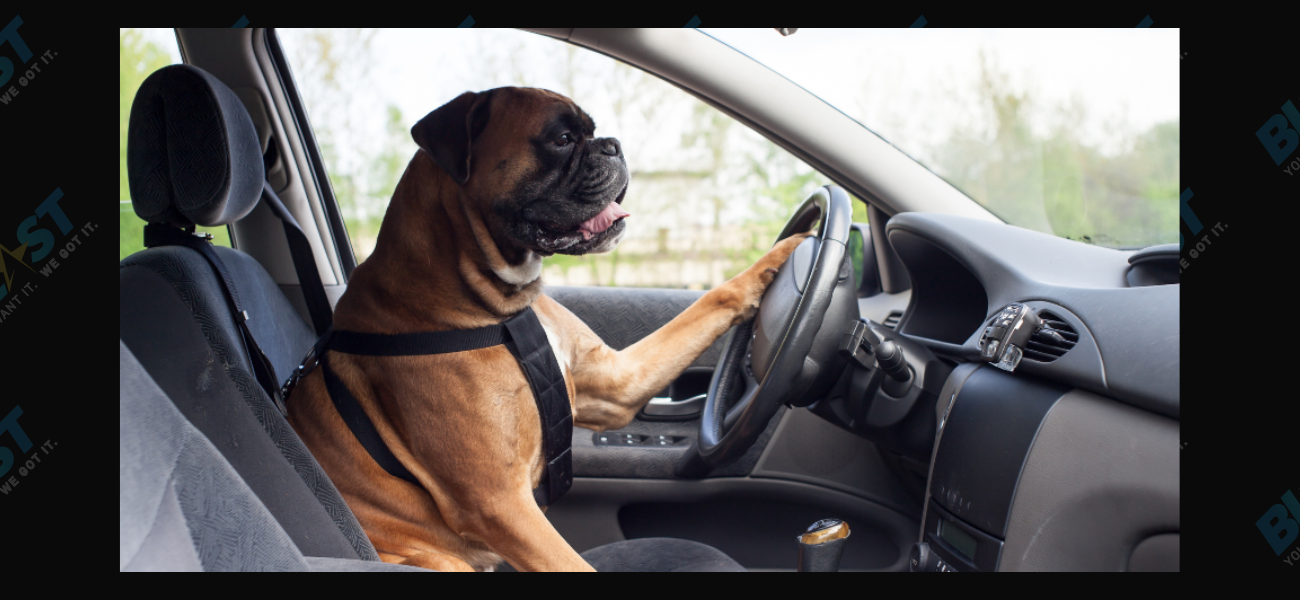 Dog driving stock photo
