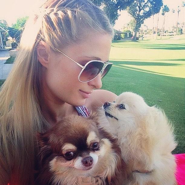 Paris Hilton Mourns The Loss Of 23-Year-Old Chihuahua Harajuku