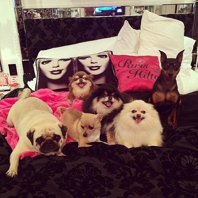 Paris Hilton Mourns The Loss Of 23-Year-Old Chihuahua Harajuku