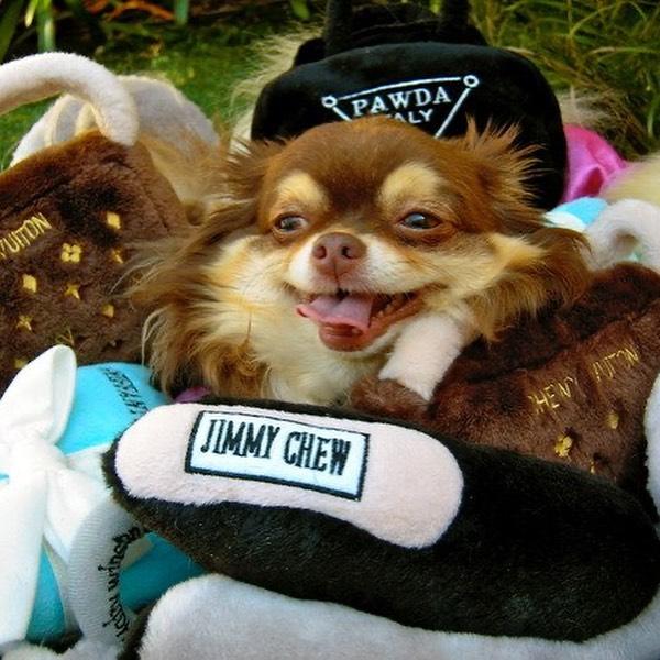 Paris Hilton Mourns The Loss Of 23-Year-Old Chihuahua Harajuku