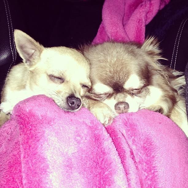 Paris Hilton Mourns The Loss Of 23-Year-Old Chihuahua Harajuku