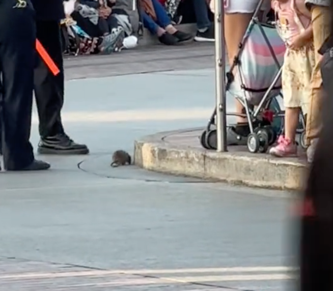 Large Rat Spotted Inside Disney Park, Scurries Past Guests!