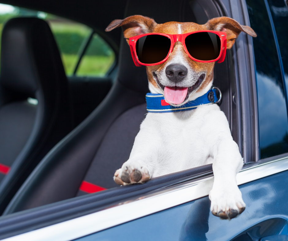 Dog driving stock photo