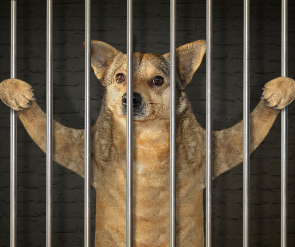 Dog in jail