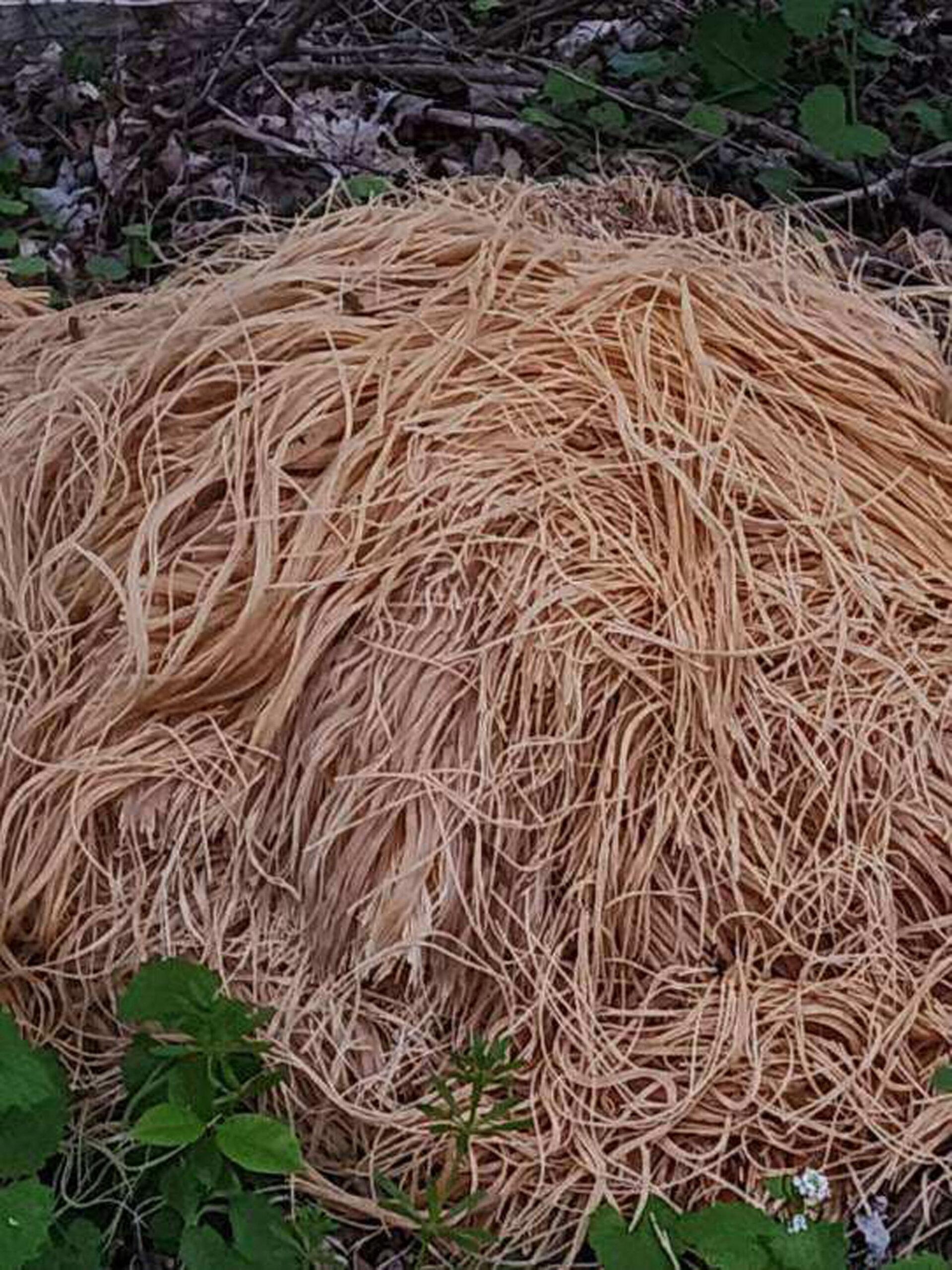 Mountains of cooked pasta mysteriously dumped in US town