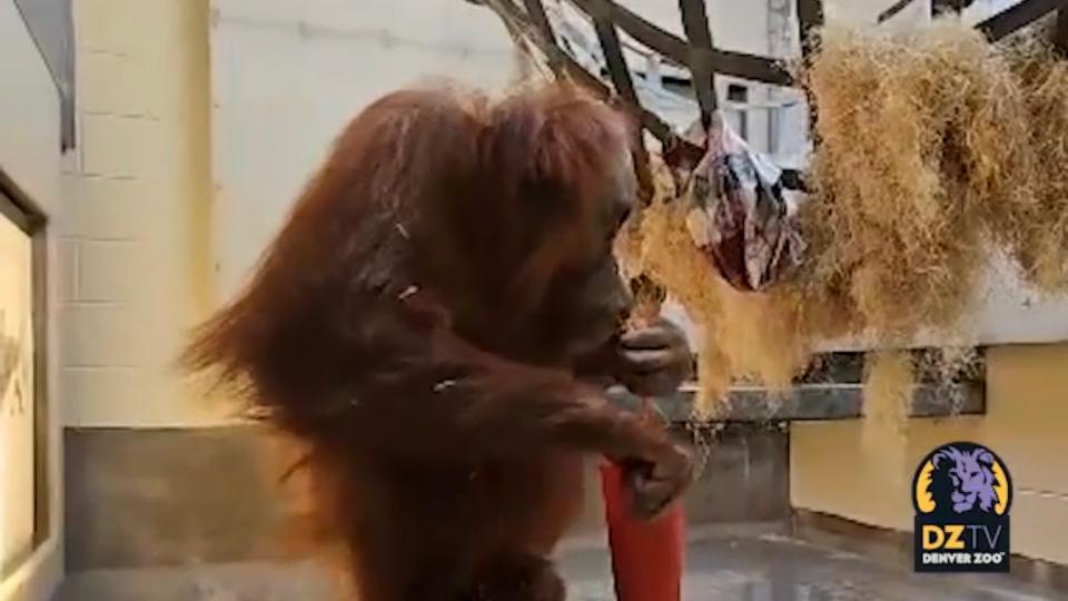 Eirina the pregnant orangutan in Denver Zoo