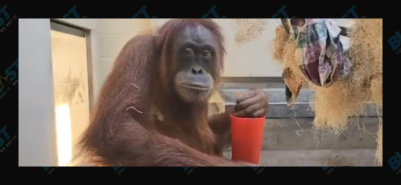 Eirina, a pregnant orangutan at the Denver Zoo