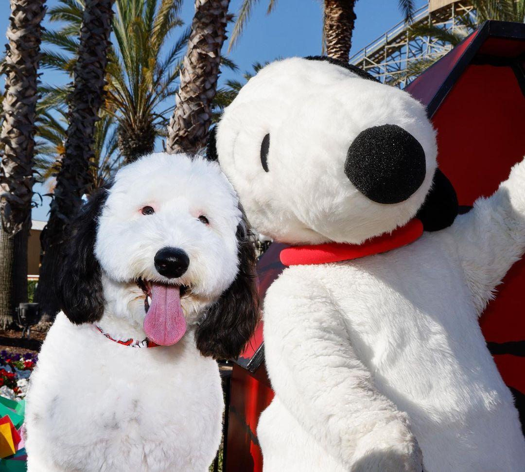 Bayley the Sheepadoodle with Snoopy