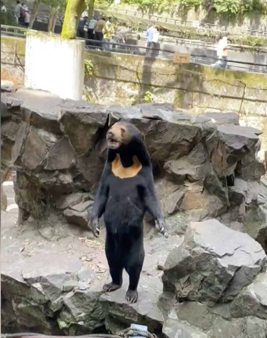 Fake Animals At A Zoo In China Sparks Outrage Among Paying Customers