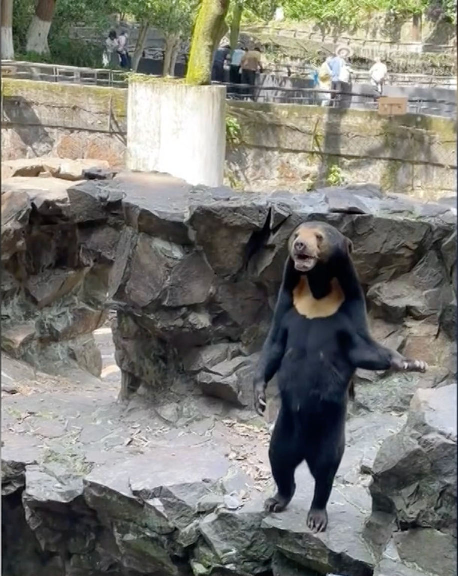 Fake Animals At A Zoo In China Sparks Outrage Among Paying Customers