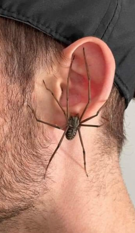 Realistic Spider Earring Sends Facebook Into A Frenzy