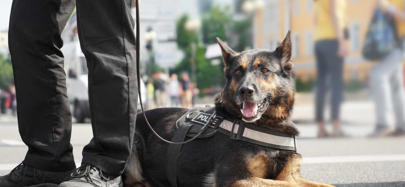 Arizona Police Mourn Hero Police Dog Kenzo, Stabbed To Death By Two Armed Robbery Suspects